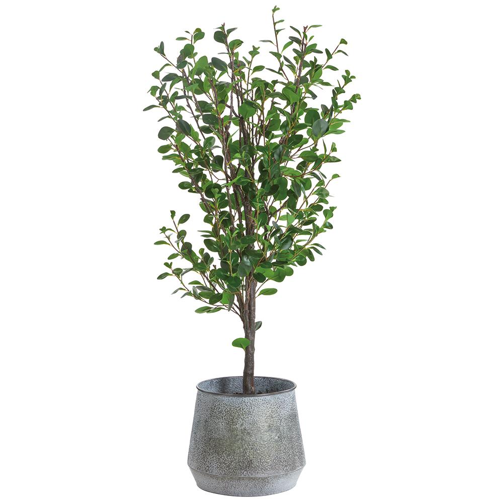 6.5' Cotinus Tree