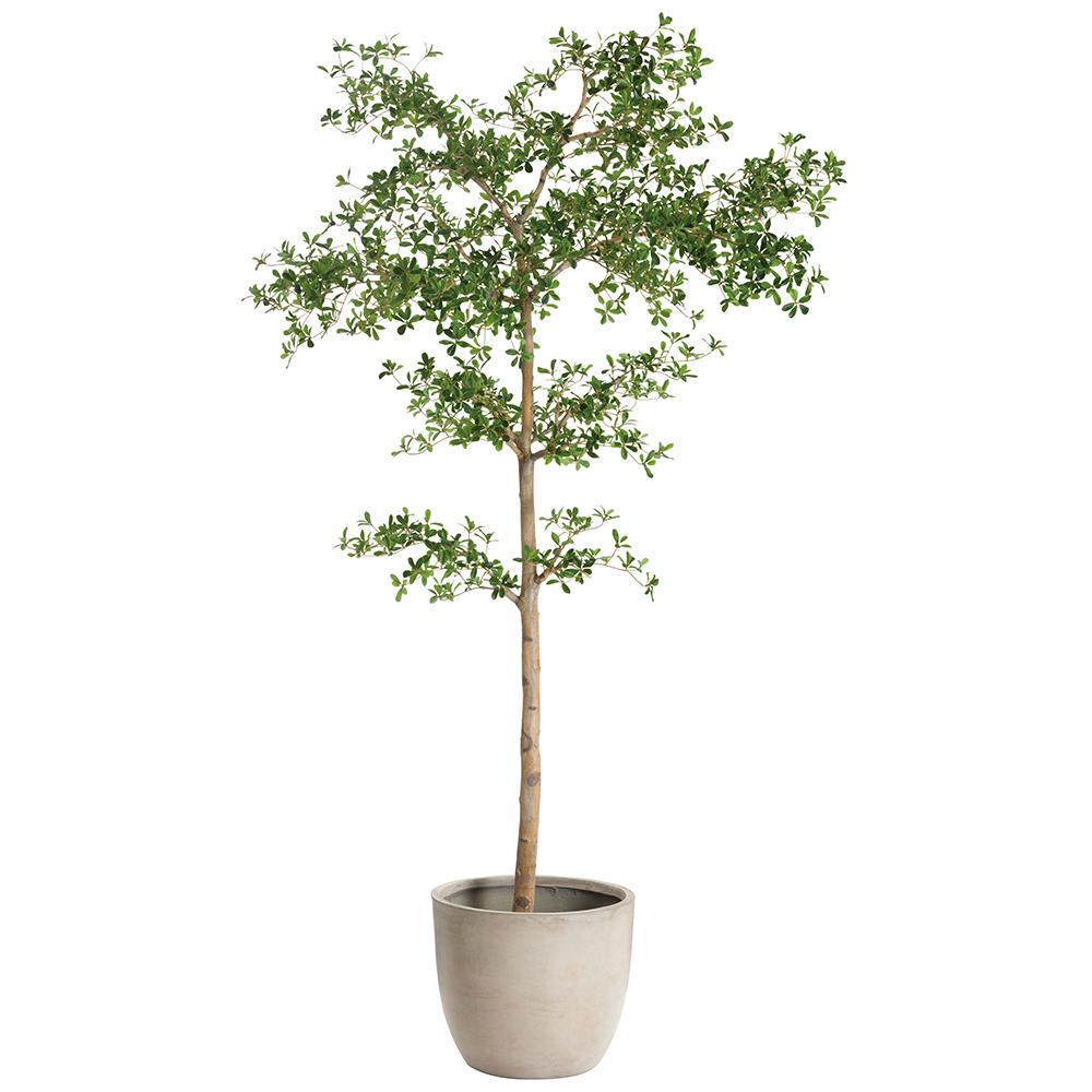 8.5' Shady Lady Tree