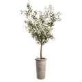 6' Olive Tree