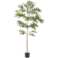 9' Shady Lady Tree