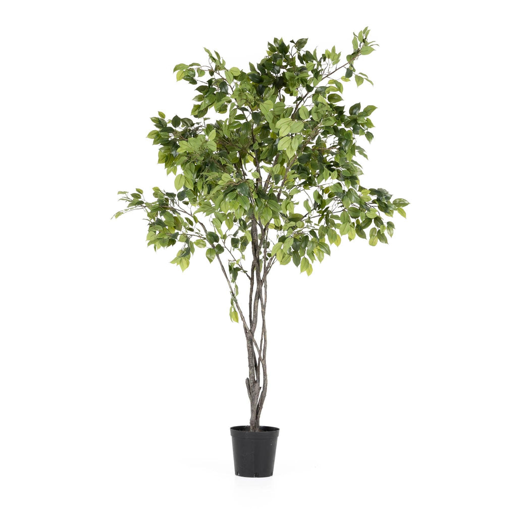 Grand Ficus Tree Drop-In 8'