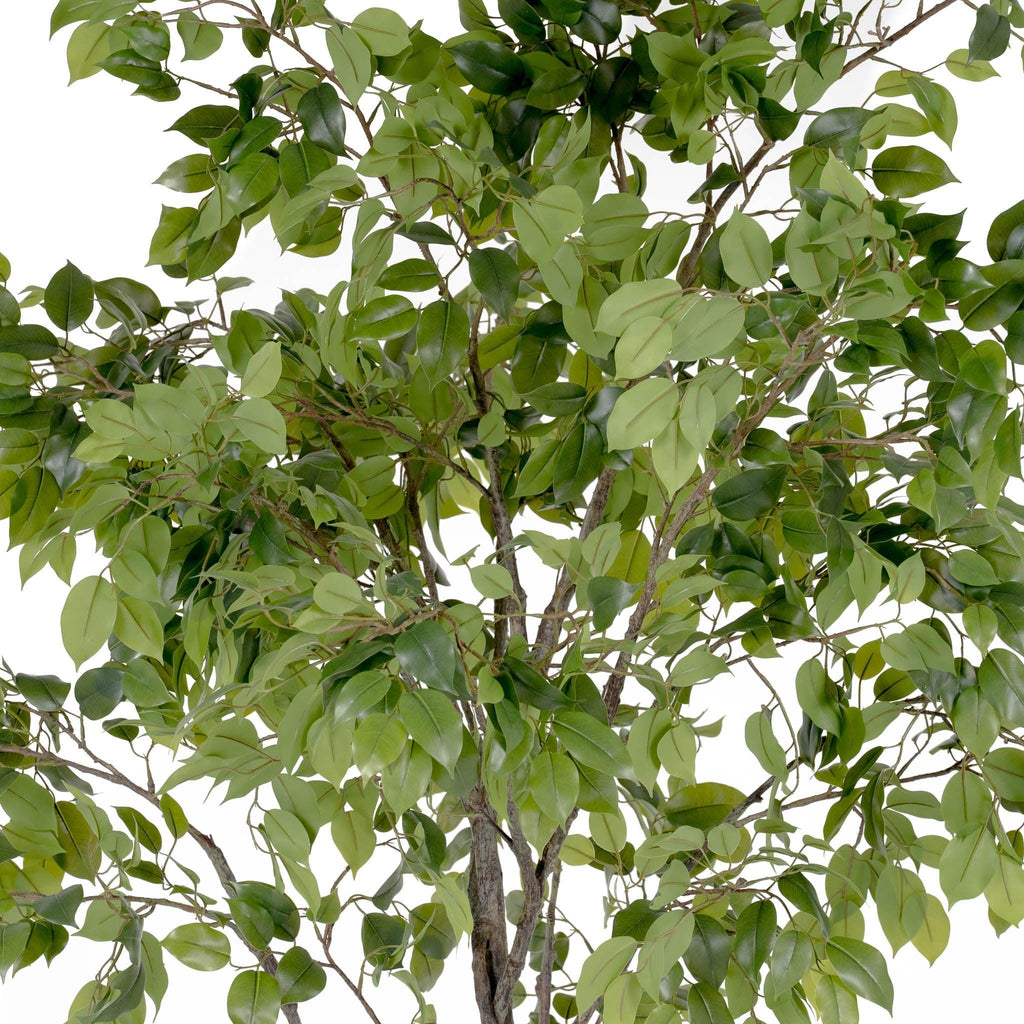 Grand Ficus Tree Drop-In 8'