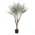 Grand Olive Tree Drop-In 8'
