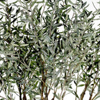 Grand Olive Tree Drop-In 8'