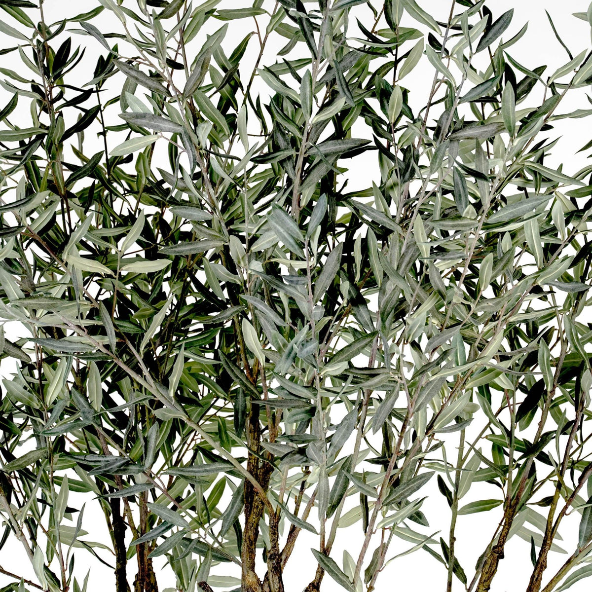 Grand Olive Tree Drop-In 8'