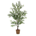Olive Tree 5.5'