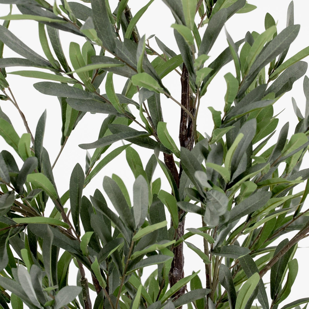 Olive Tree 5.5'